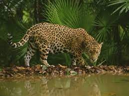 Photographic Print Jaguar At Waterhole Panthera Onca Belize By Frans Lanting 24x18in Jaguar Animal Animals Frans Lanting
