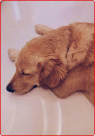 Maybe you would like to learn more about one of these? Pawp The Digital Health Clinic For Your Pet
