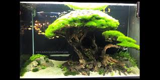 Bonsai Driftwood Best Used For Aquarium Nature Aquarium Bonsai Layout Creating Mini Landscape Reptile Terrarium Fish T Aquarien Planted Aquarium Aquarium
