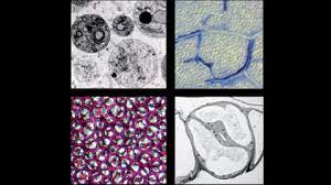 Check spelling or type a new query. Plant And Cell Physiology Oxford Academic