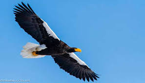 We did not find results for: Ekogeo 10 Jenis Burung Elang Terbesar Di Dunia