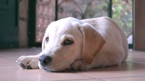 All and all, it generally takes a dog around 8 hours to properly digest food whereas it can take humans up to 72 hours. Foreign Body Ingestion Threatens Pets Pet Health Insurance Tips