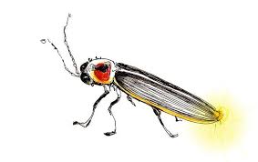 Small Lightning Bug Drawing Google Search Firefly Tattoo Bug Tattoo Illustration Art Kids