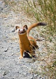 Long Tailed Weasel Rare Animals Weird Animals Animals Wild