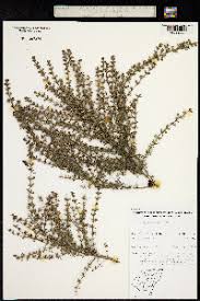 Image result for Fagaropsis