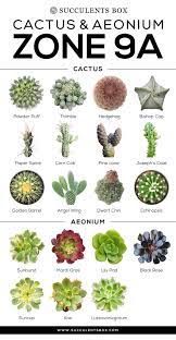 Choosing Succulents For Zone 9 California Florida And Arizona Types Of Succulents Plants Planting Succulents Types Of Succulents