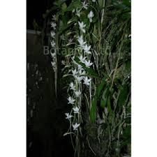 Image result for Diaphananthe bidens