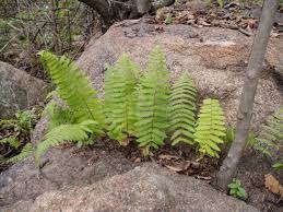 Image result for Arthropteris