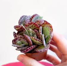 Image result for Kalanchoe marmorata