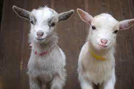70 Im On A Goat Ideas Goats Baby Goats Goat Farming