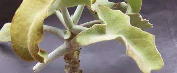 The colocasia has been recorded as one of the earliest cultivated. Kalanchoe Species Elephant Ear Kalanchoe Felt Plant Velvet Leaf Kalanchoe Kalanchoe Beharensis