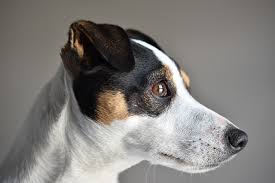 In some cases, the pins on the connector may have the opposite nominal gender to the mounted connector, such as the rca connector. 120 Best Jack Russell Terrier Names Complete List 2021