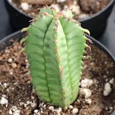 Image result for Euphorbia kilwana