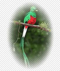 pajaro quetzal guatemalteco quetzal resplandeciente pajaro animales perico png pngegg animales perico png