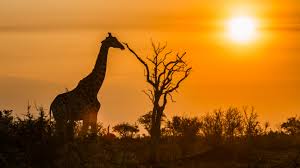 Choose from remarkable itineraries on two beautiful ships, norwegian jade and the recently refurbished norwegian spirit. Zuid Afrika Versoepelt Coronabeperkingen Travmagazine