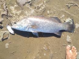 The park is a great. Bli Bli Barra Fishing Park 367 David Low Way Bli Bli Qld 4560 Australia