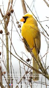 Birds That Look Like Cardinals Pin On Birds