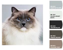 Ragdoll Cat Colour Palette Like My Matilda These Are The Best Cat Breed Ever