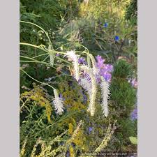 Image result for Syngonanthus wahlbergii