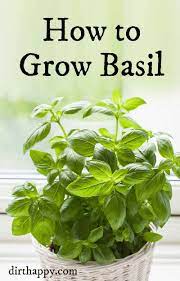 How To Grow Basil Growing Basil Plant Care Basil Plant Indoors Growing Basil Basil Plant