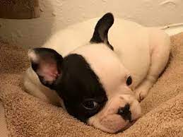 $2,200 (south east dallas) pic hide this posting restore restore this posting. Man Steals Puppy From Couple At Knifepoint In Arby S Parking Lot Wgn Radio 720 Chicago S Very Own
