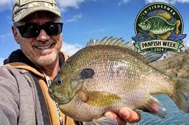 Panfish Week: Bluegill Length To Weight Conversion Chart
