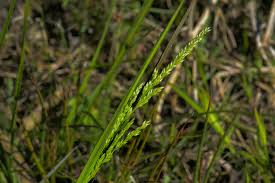 Image result for Steinchisma