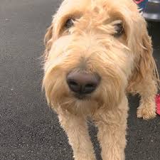 Maybe you would like to learn more about one of these? Stolen And Sold Goldendoodle Raises Craigslist Concerns Wham