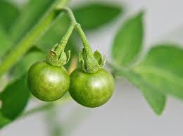 Image result for Solanum americanum