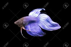Pet world and the aqua shoppe. Betta Blue Veiltail Vt Male Or Plakat Fighting Fish Splendens Stock Photo Picture And Royalty Free Image Image 148876812