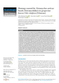 Image result for Tetranychidae grapevine