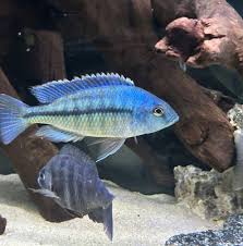 Image result for Rubus adolfi-friederici