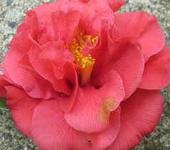 We did not find results for: Petal Blight Of Camellia
