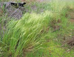 Image result for Agrostis