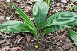 Image result for Curculigo latifolia
