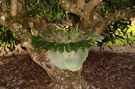 Send a chest/hopper minecart to the cactus (have the items you want to dupe in the minecart). Houseplant Collectors Need To Worry About Plant Poaching Here S Why A Natural Curiosity