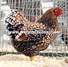 We did not find results for: Articles Chickencolours Com