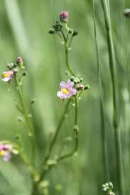 Image result for Nemesia fruticans