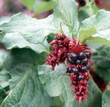 Image result for Hyparrhenia formosa