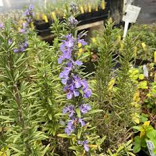 Image result for Rourea thomsonii