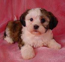 • click on underlined words to find shichon puppies for sale. Shih Tzu Bichon Puppies Puppy For Sale Healthy Puppies Teddy Bear Puppies Teddy Bear Dog Puppy Breeds