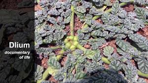 Image result for Coldenia procumbens