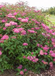 Image result for Spiraea bumalda