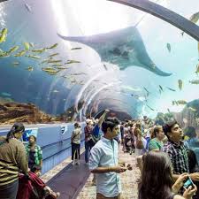Actually Cool Things You Can Still Do In Atlanta Right Now Georgia Aquarium Cool Places To Visit Big Aquarium