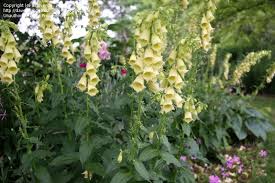 Digitalis Grandiflora Foxglove Yellow Flowers Species