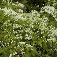 Image result for Clematis commutata