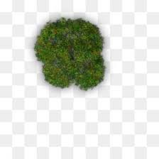 Free Download Tree Plant Plan Png 1200 1200 And 0 76 Mb Trees To Plant Tree Plants