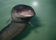 Image result for Congolanthus longidens