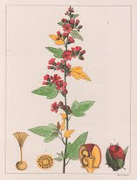 Image result for Maprounea