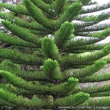 Image result for Araucariaceae